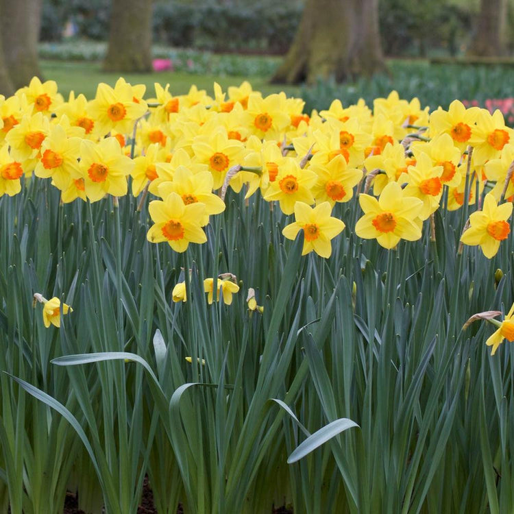 A mass planting of heirloom daffodil Red Devon, showing dozens of flowers with bright yellow petals and red-orange cups