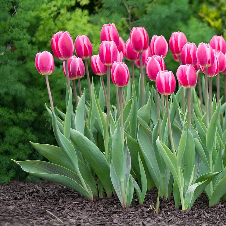Hot pink tulips with white edges in garden setting.