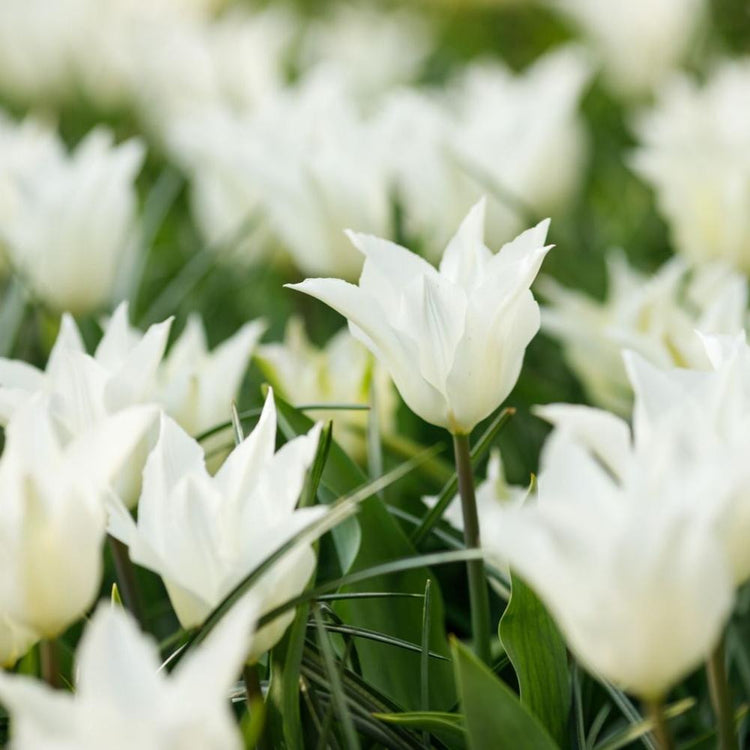 Tulip Lily Flowering Sapporo