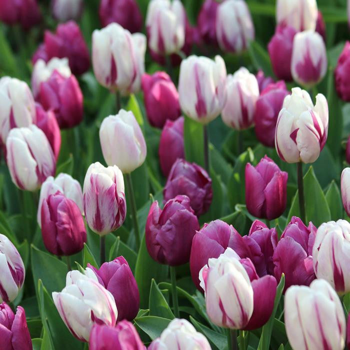 A large planting of white and purple Triumph tulips featuring the varieties Flaming Flag and Purple Flag.