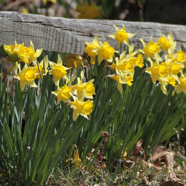A naturalized planting of early blooming golden yellow trumpet daffodil Rijnveld's Early Sensation growing in front of a rustic wood fence.