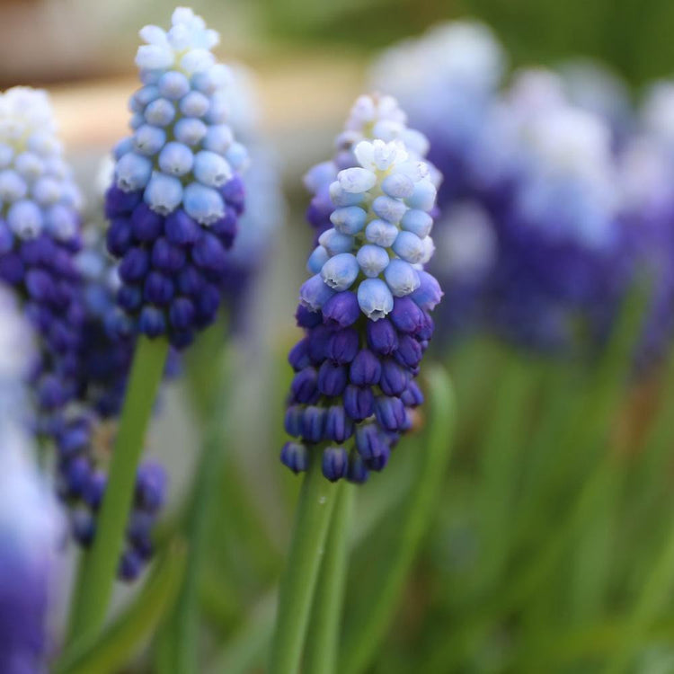 Muscari Ocean Magic, commonly known as grape hyacinth, for its clusters of tiny blue bells.