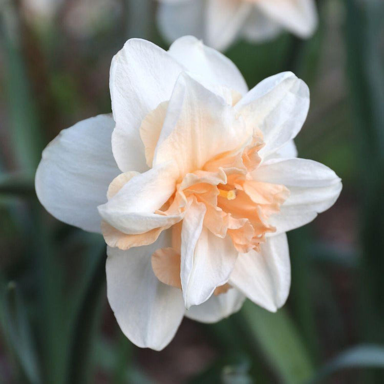 Three-quarter view of a single blossom of double daffodil Delnashaugh, highlighting this late-blooming variety's large, white petals interlaced with short and frilly peach petals.