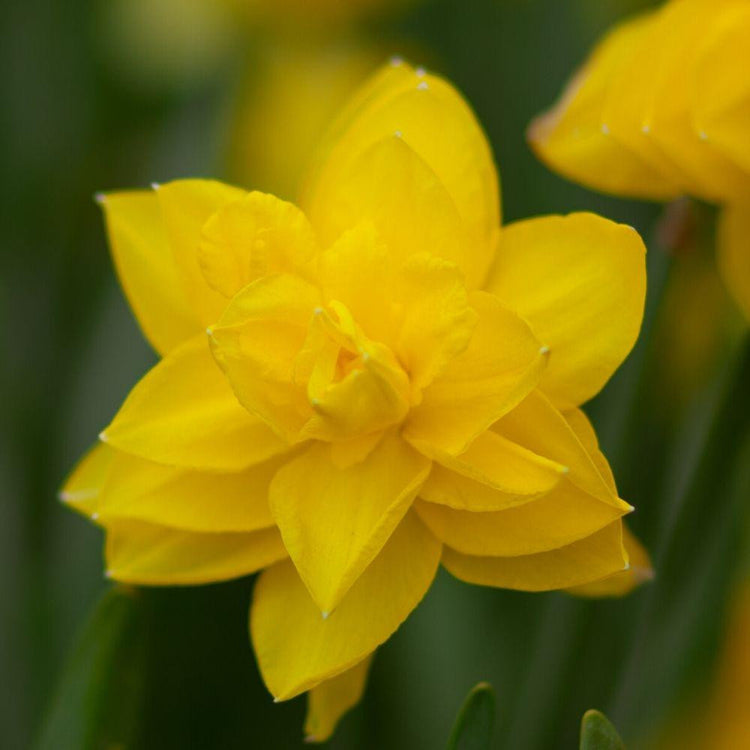 A single blossom of narcissus Golden Ducat, showing this classic double daffodil's large yellow flowers.