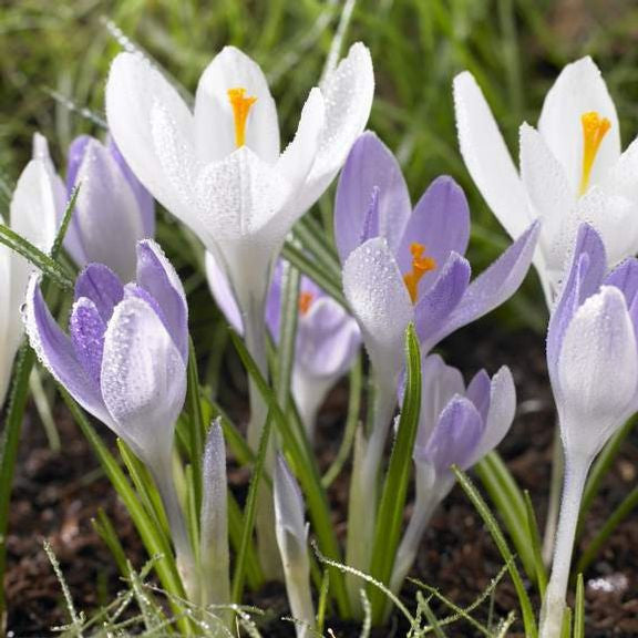 A mixed planting of early blooming crocus, featuring the purple flowers of Yalta and the all-white flowers of Jeanne d'Arc.