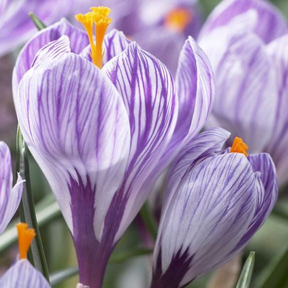 Close up of the purple and white striped flowers of crocus Pickwick, blooming outdoors on a sunny, early spring day.