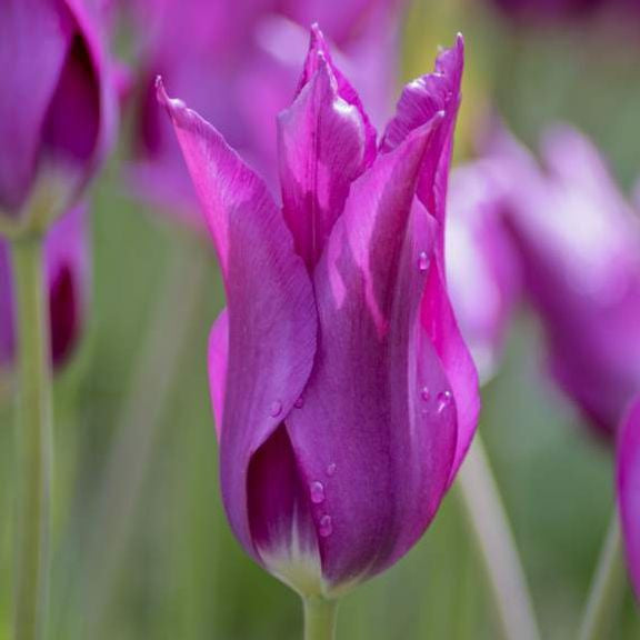 Side view of the lily-flowering tulip Purple Dream showing its blue-violet petals and shapely form.