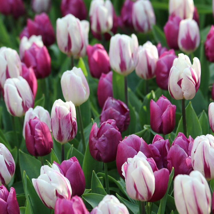 A large planting of purple and white Triumph tulips in a spring garden, featuring the varieties Purple Flag and Flaming Flag.