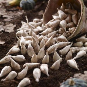 Dozens of freesia corms spilling out of a rustic basket, ready for planting n a garden or pot.