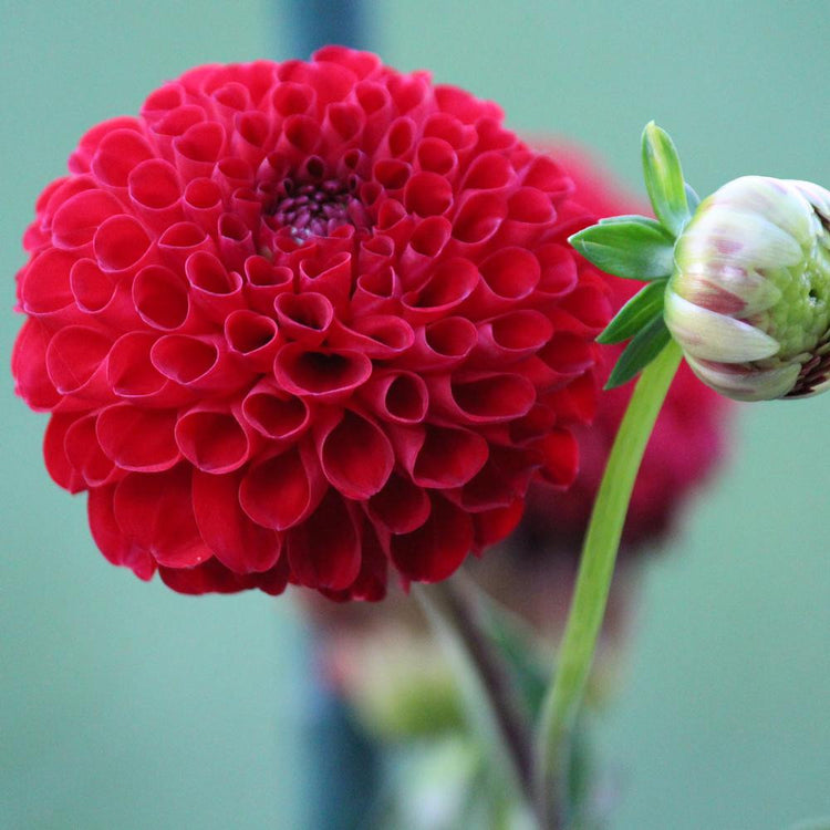 Dahlia Ball Boom Boom Red