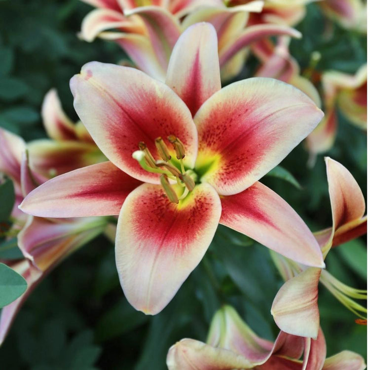 The pale yellow and brick red flowers of Oriental-Trumpet lily Lavon.