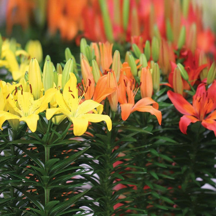 Yellow, orange and red Asiatic lilies with an abundance of buds, blooming side by side in a large planting area.