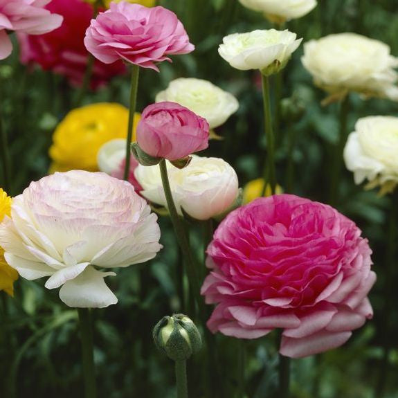 A colorful mix of Tomer ranunculus blooming in an early summer flower garden.