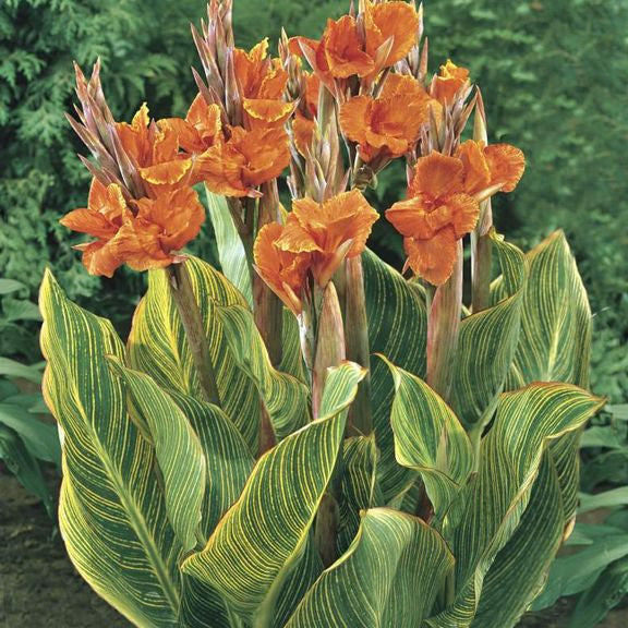 Canna Tall Pretoria - 3 rhizomes - Longfield Gardens