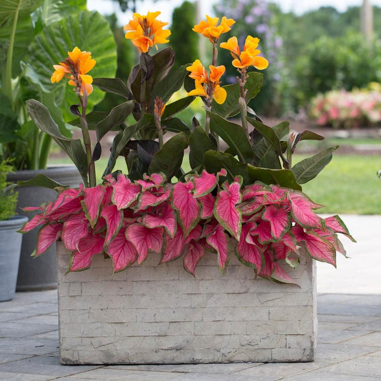 The golden-orange flowers and dark foliage of canna Chocolate Sunrise growing in a large container with sun tolerant caladiums.