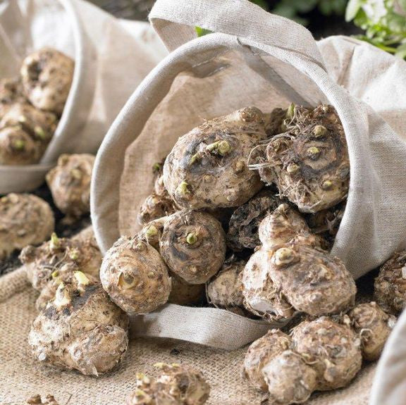 Dozens of healthy calla lily bulbs ready for spring planting.