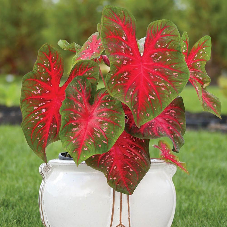 A large, white ceramic pot filled with the sun tolerant caladium Red Flash.