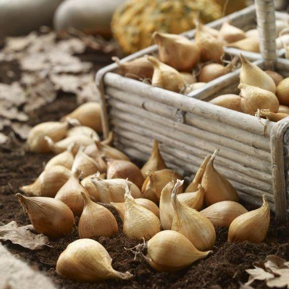 Dutch iris bulbs in a basket and on tabletop, ready for fall planting.