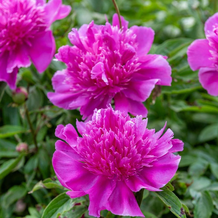 Peony Lactiflora Purple Spider