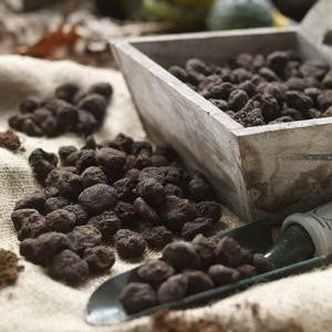 Anemone Blanda White Splendour