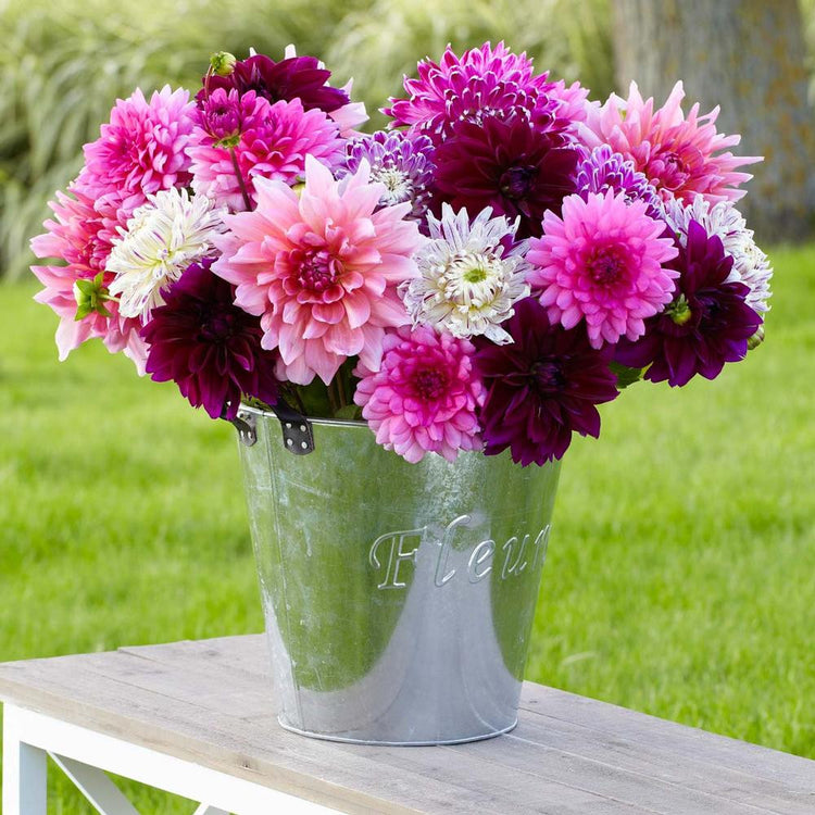 A bouquet of white, pink and burgundy dinnerplate dahlias in a silver bucket on an outdoor table.