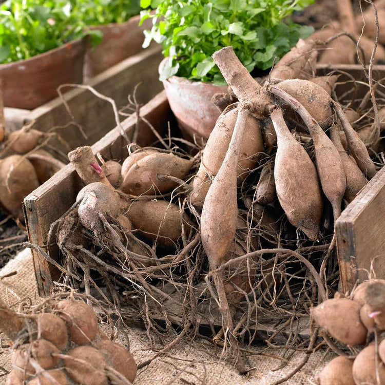 Clumps of dahlia tubers in a rustic wooden box, ready for spring planting and showing how each clump has a stem, neck, tuber and sprouts.