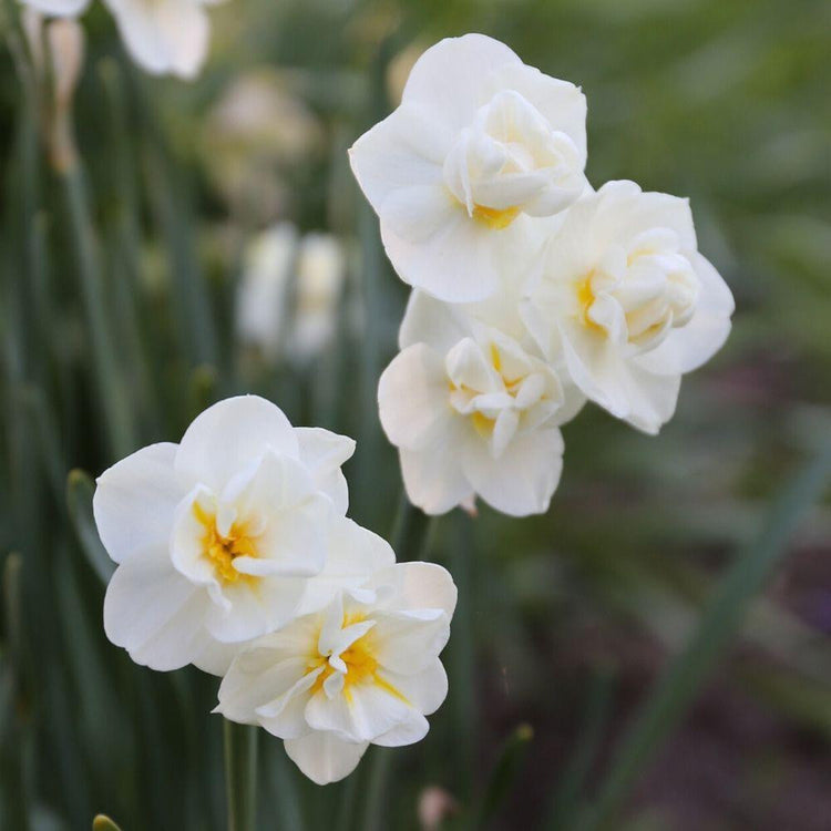 The creamy white flowers of late-blooming double daffodil Cheerfulness, which are borne in clusters on slender stems that are excellent for cutting.