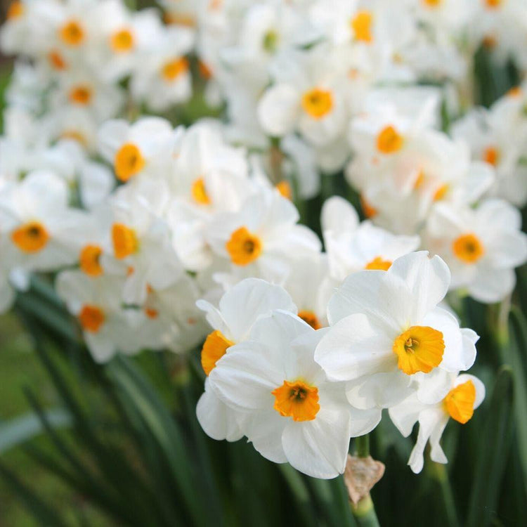 A large planting of the fragrant, heat-tolerant Tazetta daffodil Cragford, showing dozens of flower clusters with white petals and orange cups.
