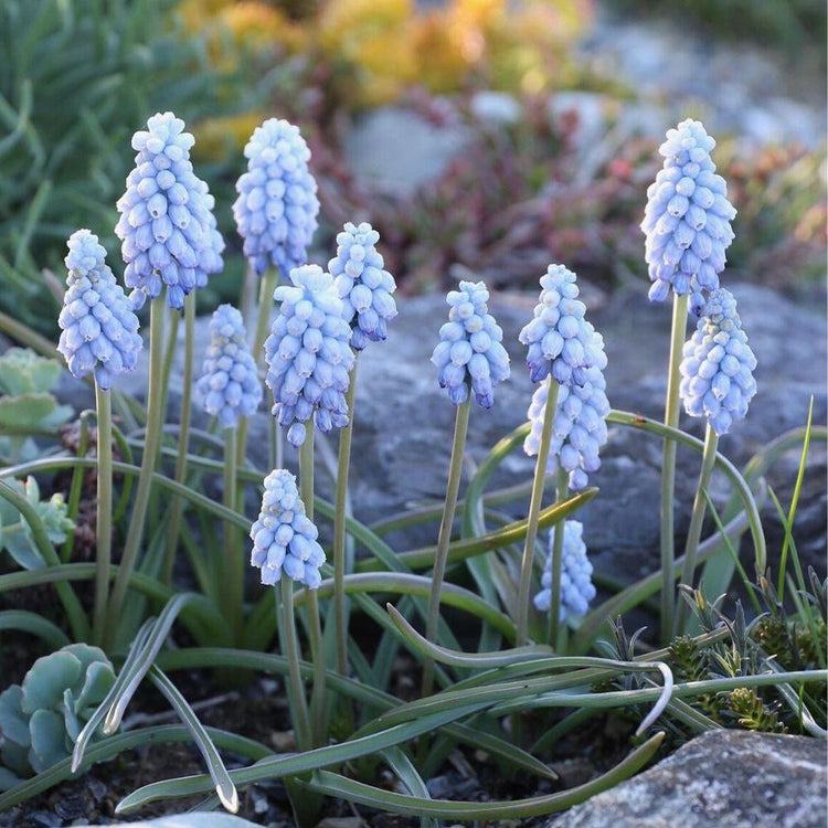 The pale blue grape hyacinth Muscari Valerie Finnis blooming in a spring flower garden.