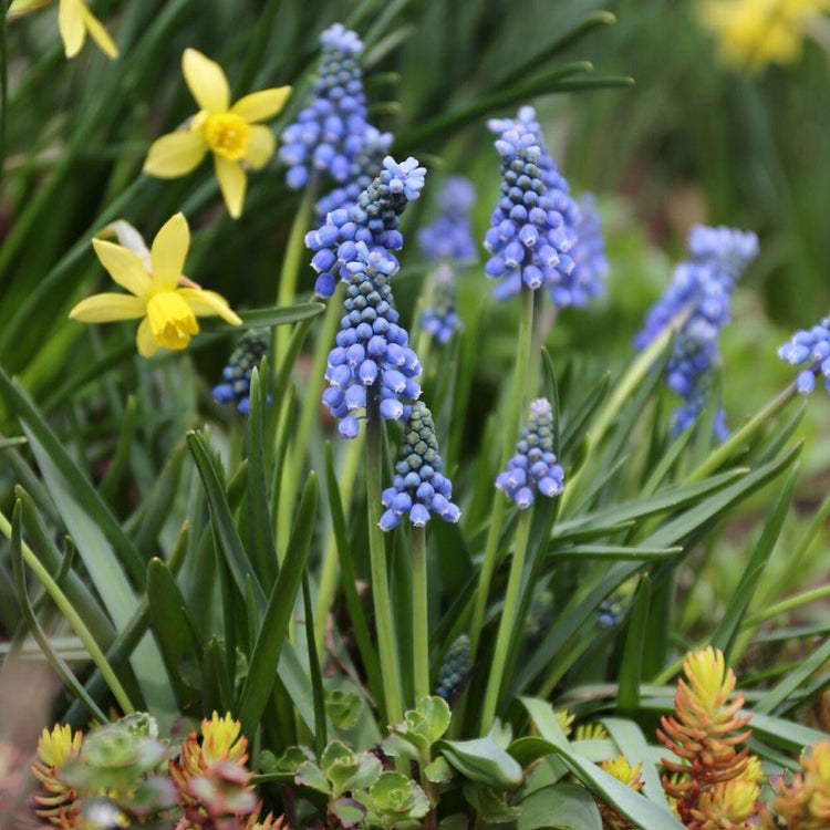 The flowers of grape hyacinth Muscari Blue Magic, showing cobalt-blue florets crowned with a pale blue topknot.