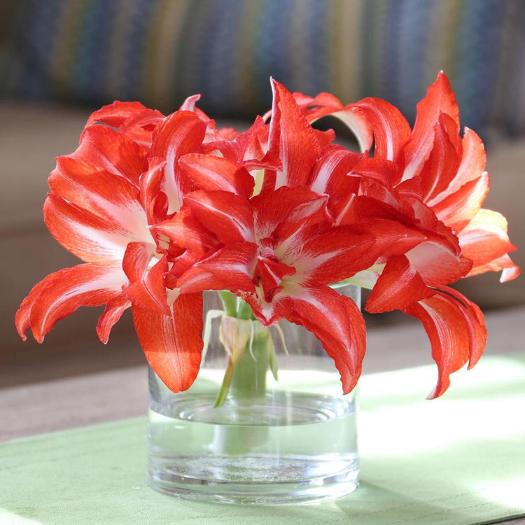Amaryllis Double Splash