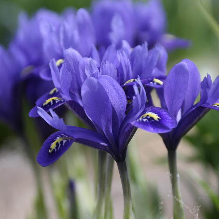 Side view of spring blooming iris reticulata Harmony, showing the flower's purple petals with white and yellow markings.