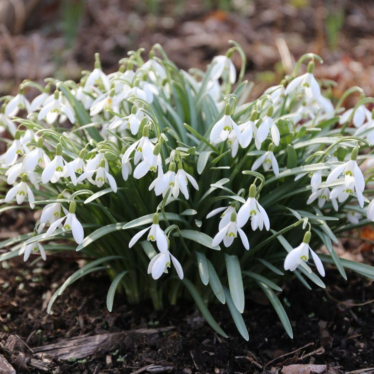 A large clump of snowdrops blooming in an early spring garden.