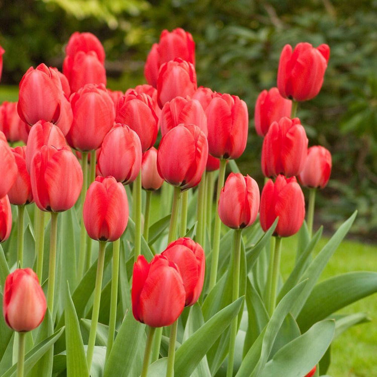 Large planting of red tulips showing Red Impression Darwin hybrids in garden setting.