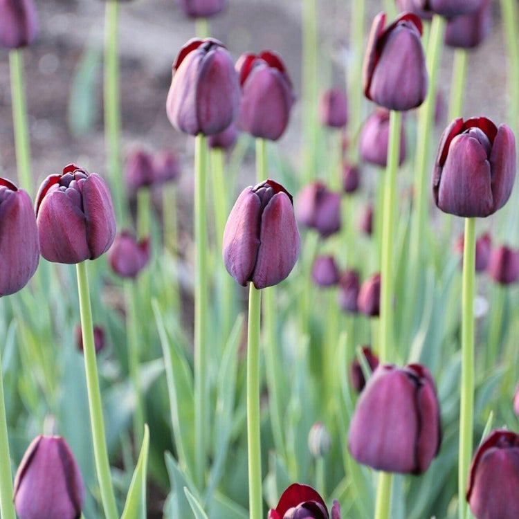 A large planting of single late tulip Queen of Night in a garden setting showing the shapely flowers and striking almost black color.
