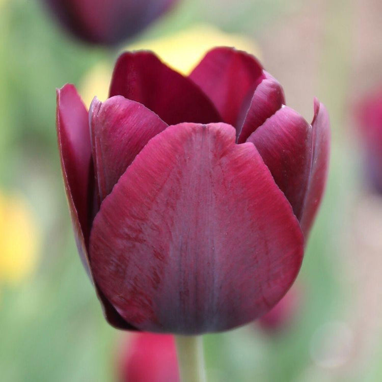 A close up showing one, deep burgundy and purple flower of Triumph tulip Ronaldo.