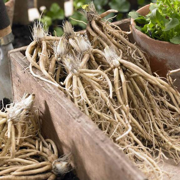 Hosta Medium Leaf Golden Tiara
