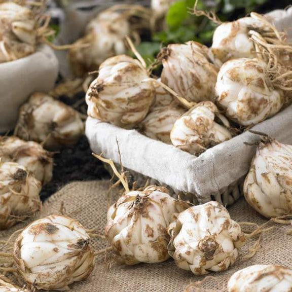 Dozens of lily bulbs on a tabletop, ready for spring planting in a flower garden.