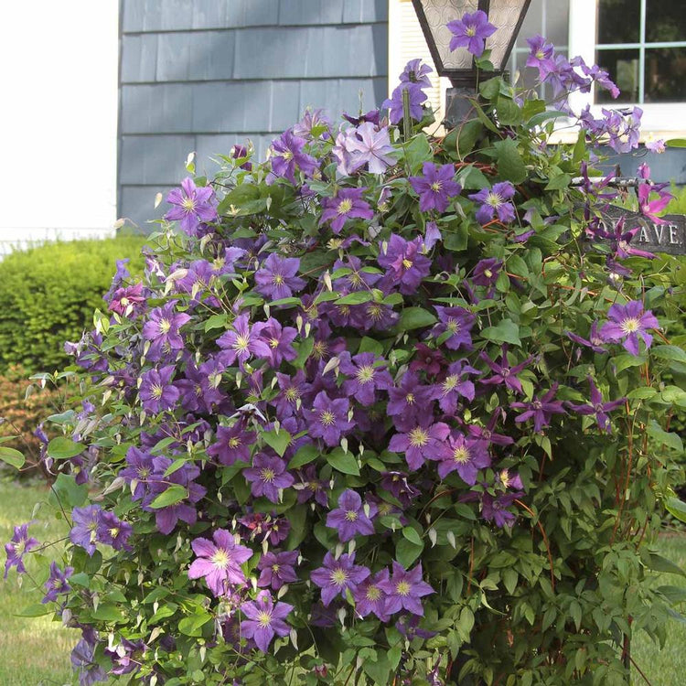 Clematis Standard Ramona