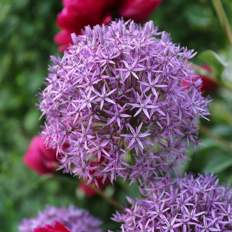 One, violet-purple, 10" blossom of Globemaster giant allium in a late spring flower garden.