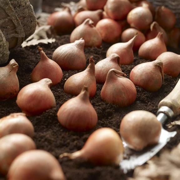 A large group of glossy brown tulip bulbs on a bed of soil ready for fall planting.