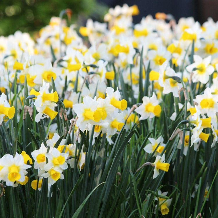 A mass planting of daffodil Golden Echo in a sunny spring landscape, showing how the flowers of this variety have bright yellow cups set off by a ring of pure white petals.