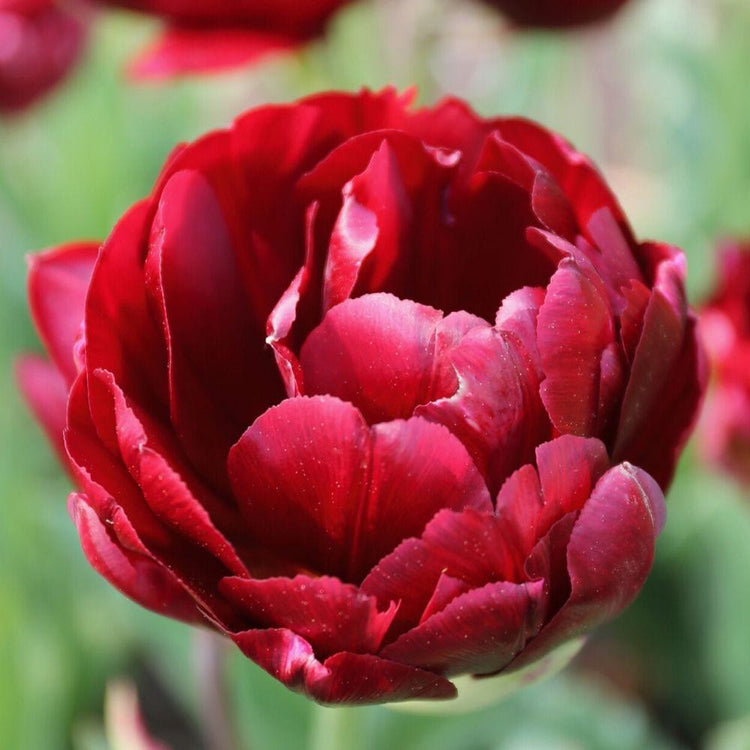 One flower of dark red double late tulip Midnight Magic shown from above in a spring garden.