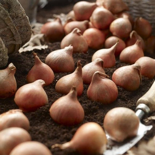 Grouping of large tulip bulbs on soil with a garden trowel ready for fall planting.