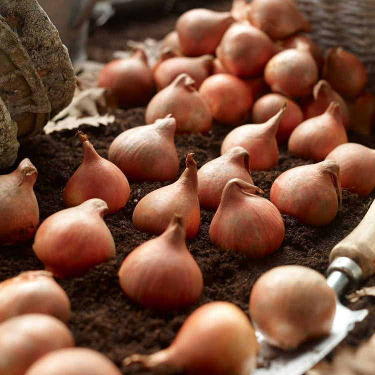 Group of large tulip bulbs sitting on soil with a hand trowel ready for fall planting.