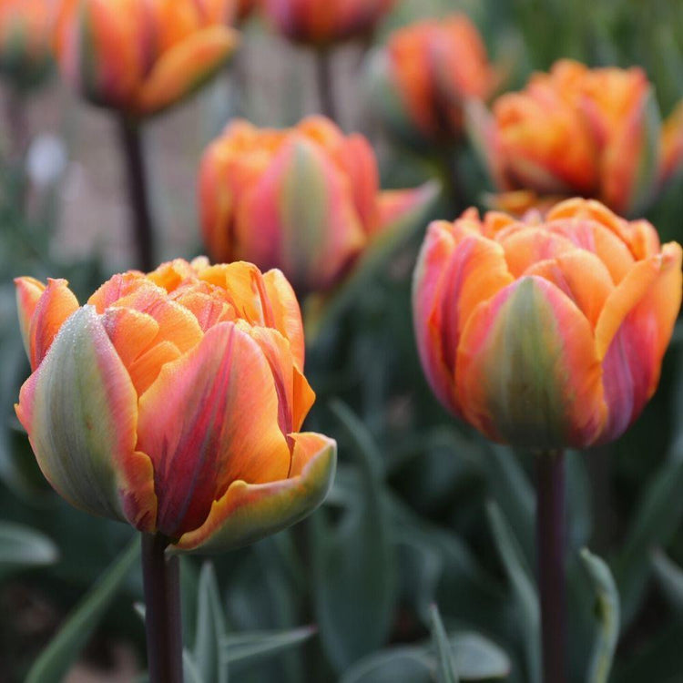 Tulip Double Late Orange Princess