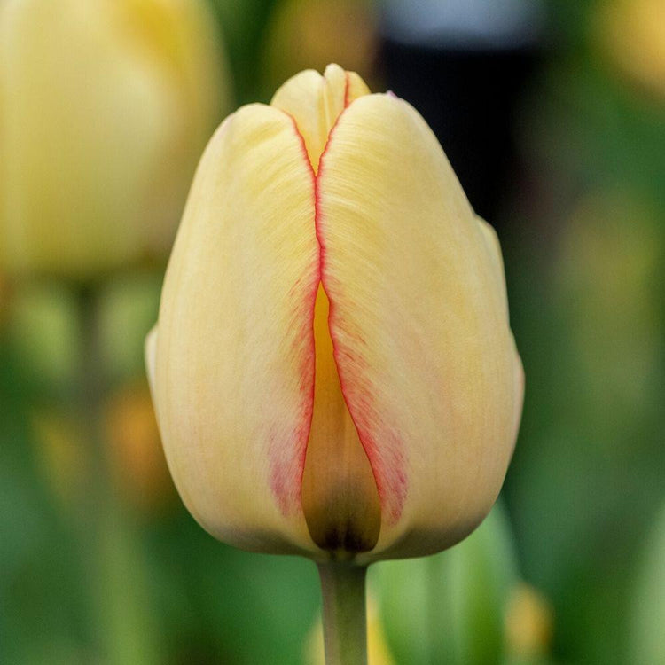 Single blossom of Darwin hybrid tulip Beauty of Spring showing pale yellow flower petals as flower first opens.