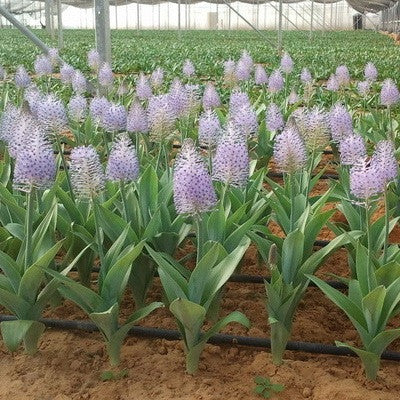 Scilla maderiensis grows wild in Madeira, but this bulb is also cultivated in Holland for gardeners around the world.