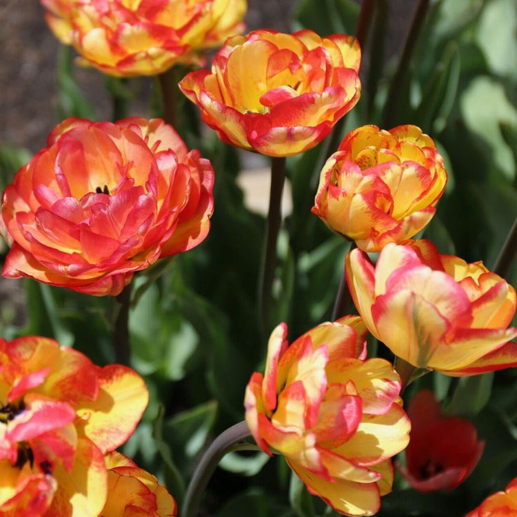 Group of Sundowner double late tulips in a garden showing mature flowers with bright yellow petals and red markings.