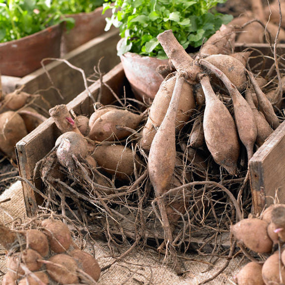 Clumps of dahlia tubers in a rustic wooden tray, ready for spring planting and showing how the tubers have a stem, neck and sprouts.